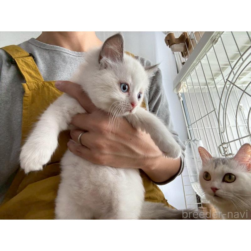 販売中の広島県のラグドール-132652の7枚目