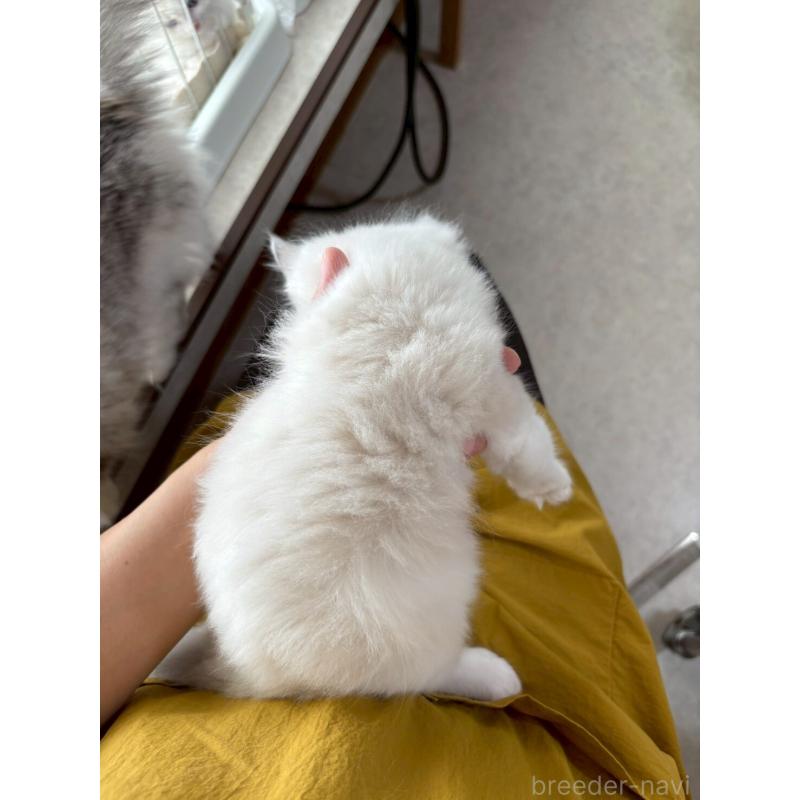 販売中の広島県のラグドール-132652の6枚目