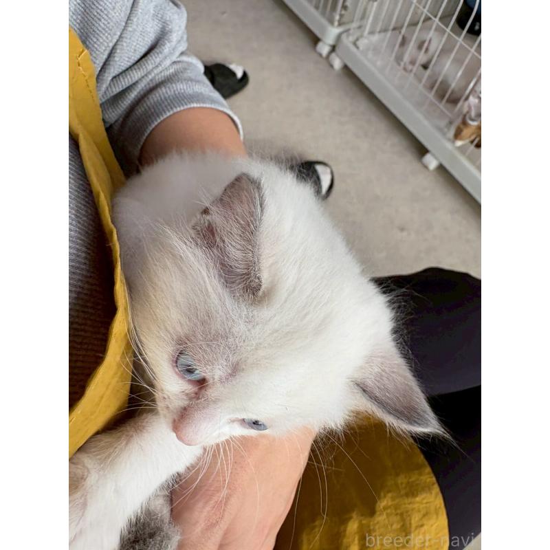 販売中の広島県のラグドール-132652の5枚目