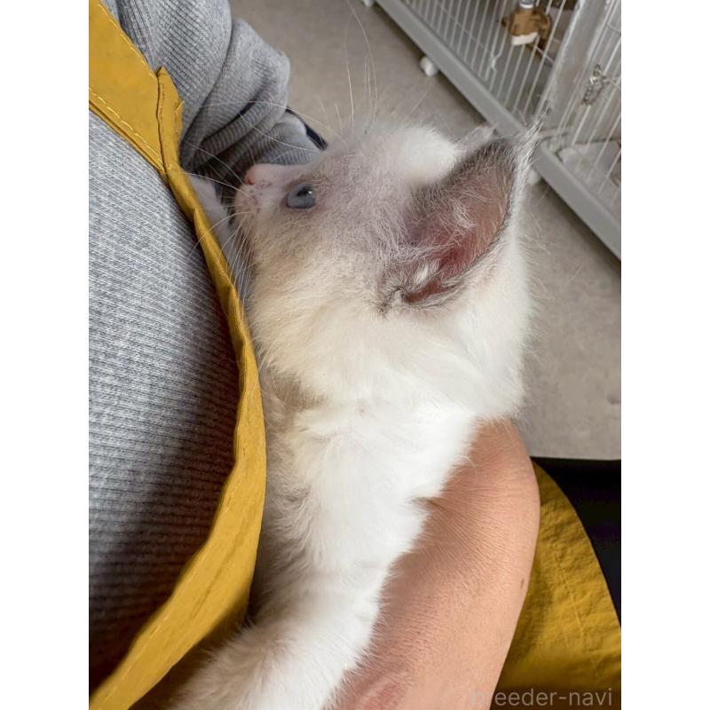 販売中の広島県のラグドール-132652の4枚目