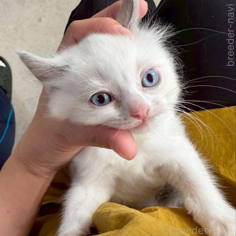 販売中の広島県のラグドール-132652の3枚目