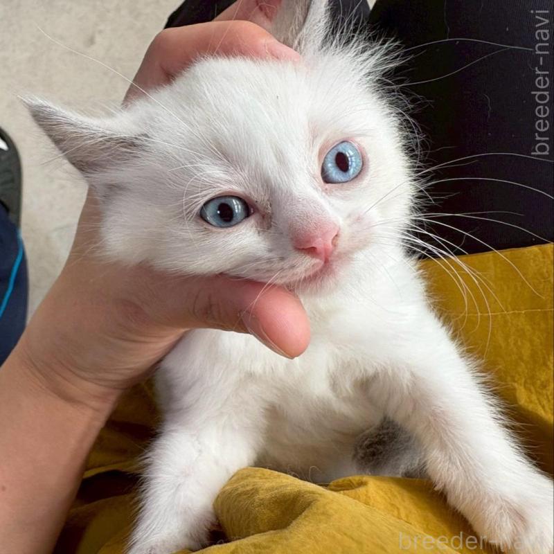 販売中の広島県のラグドール-132652の2枚目