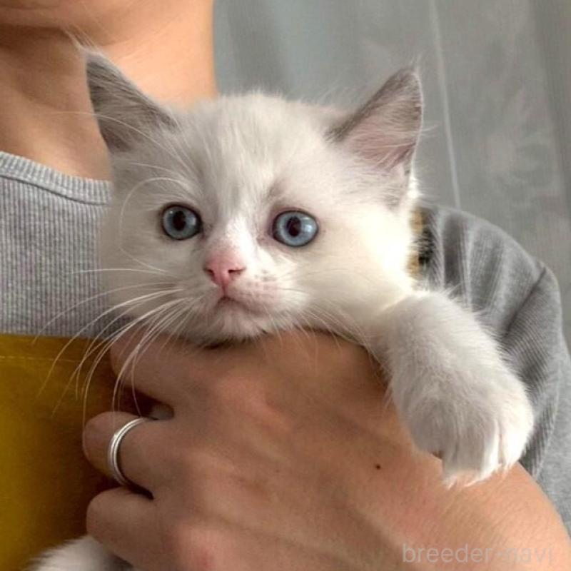 販売中の広島県のラグドール-132652