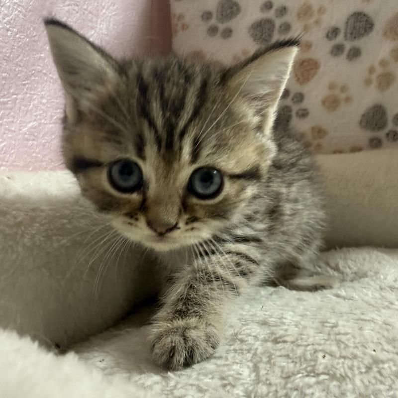 販売中の神奈川県のミヌエット-132653の1枚目