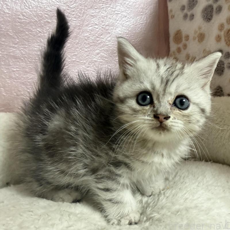 販売中の神奈川県のミヌエット-132654