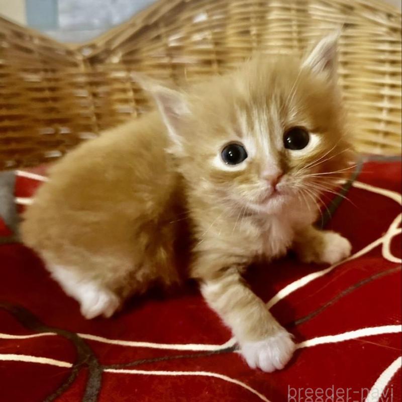 販売中の岐阜県のメインクーン-132655の1枚目