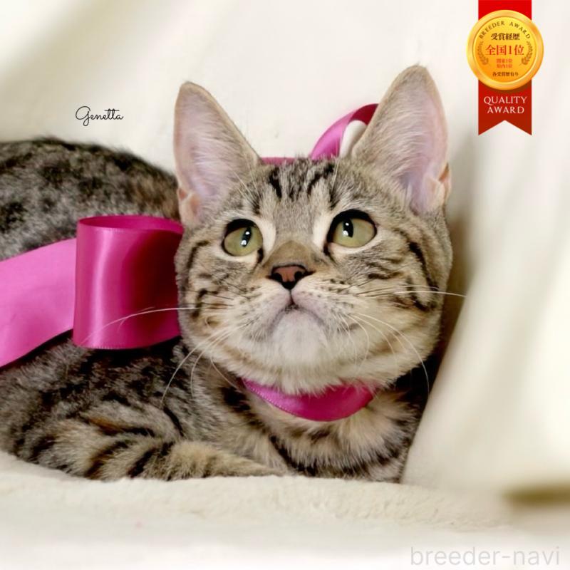 商談中の栃木県のジェネッタ-129758