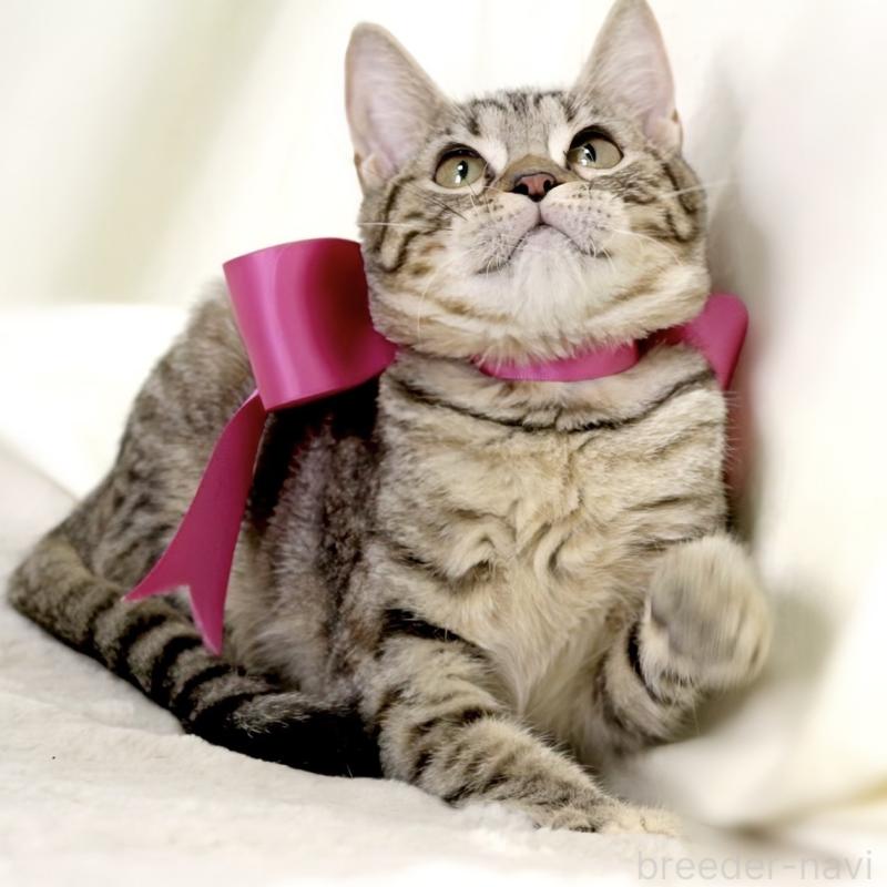 商談中の栃木県のジェネッタ-129758の10枚目