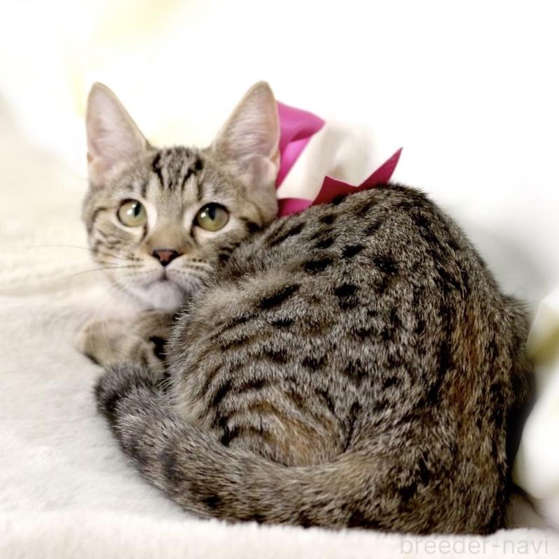 商談中の栃木県のジェネッタ-129758の9枚目