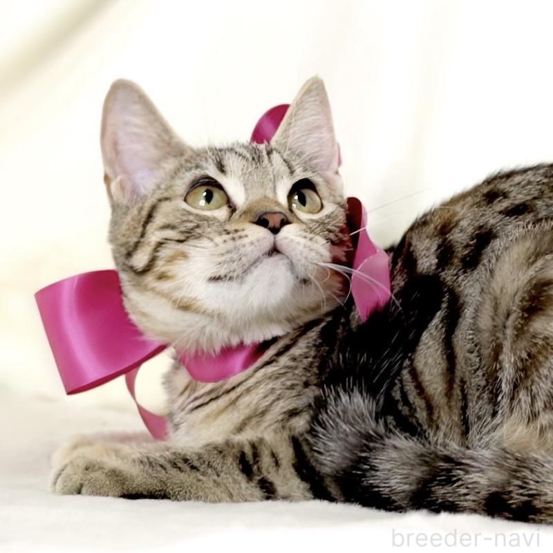 商談中の栃木県のジェネッタ-129758の8枚目