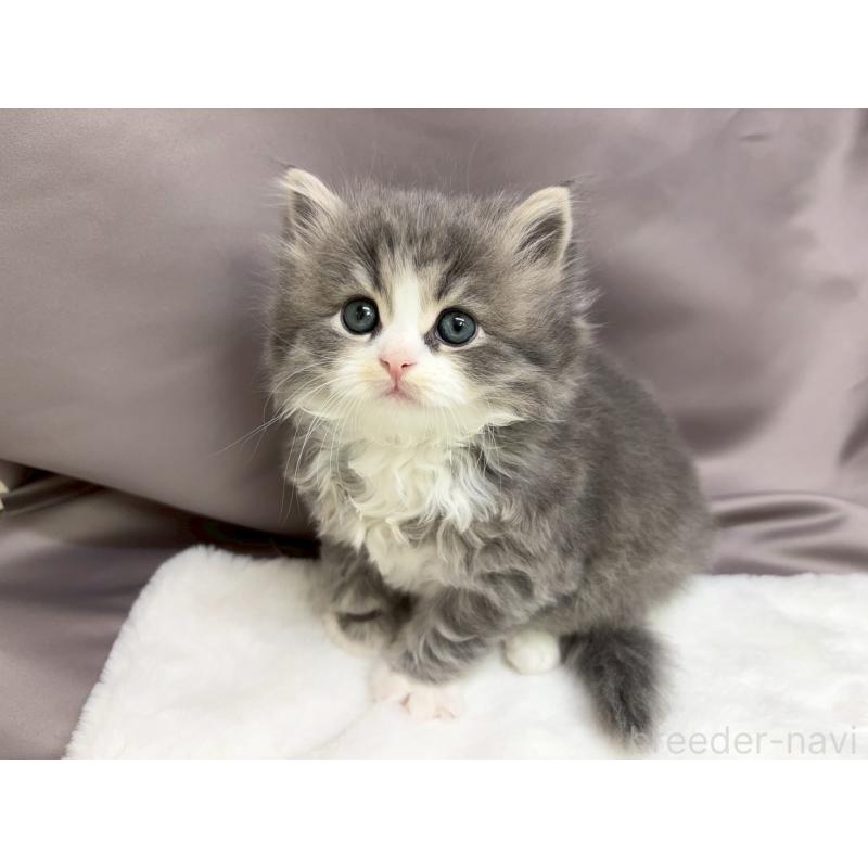 販売中の千葉県のスコティッシュフォールド-132256