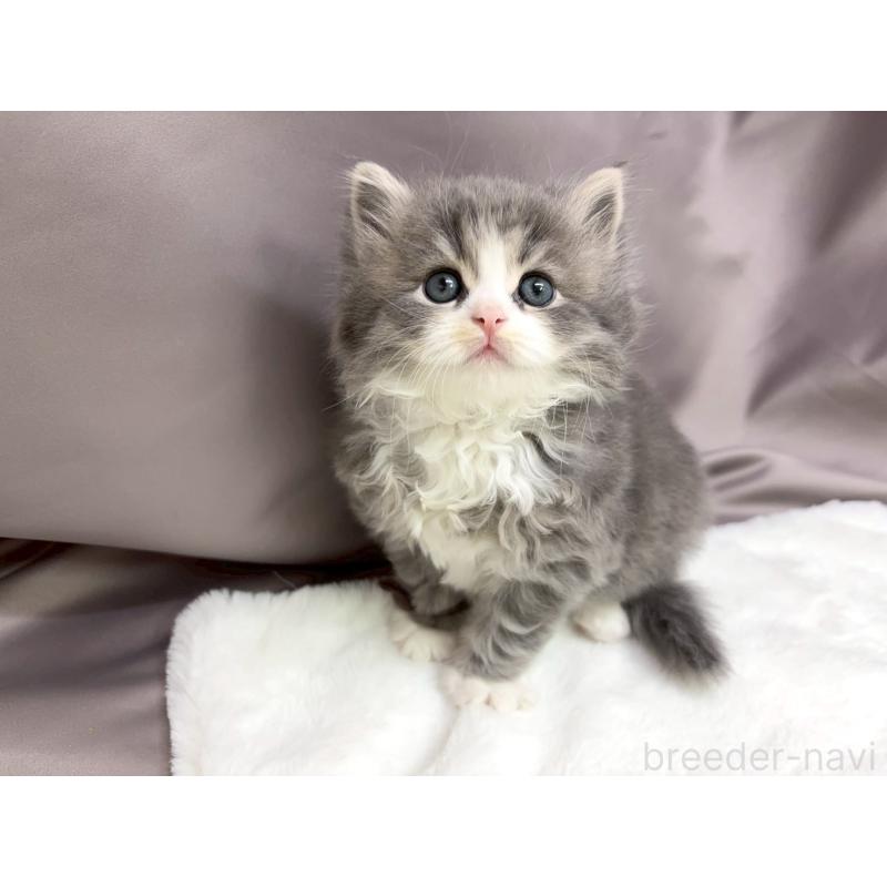 成約済の千葉県のスコティッシュフォールド-132256の2枚目