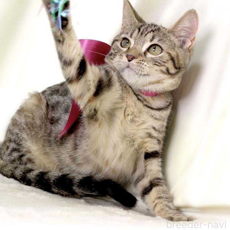 商談中の栃木県のジェネッタ-129758の7枚目