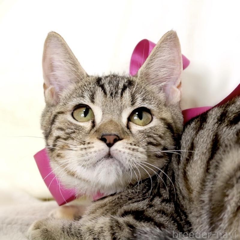 商談中の栃木県のジェネッタ-129758の6枚目