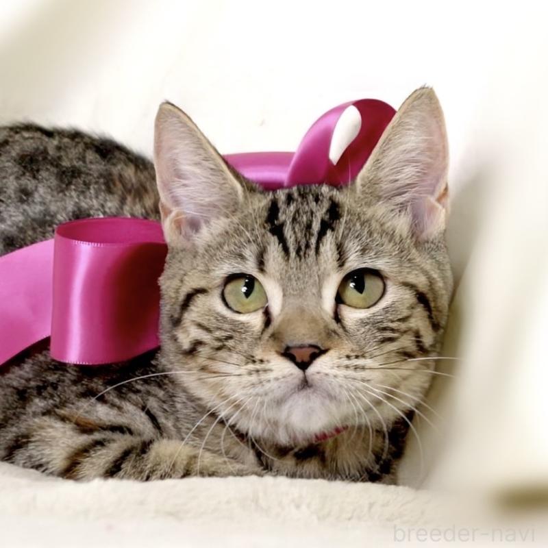 商談中の栃木県のジェネッタ-129758の5枚目