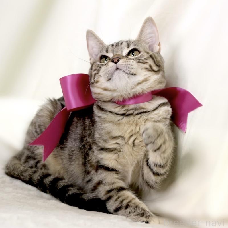 商談中の栃木県のジェネッタ-129758の4枚目