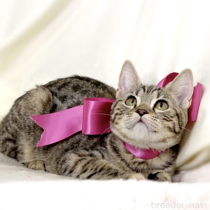 商談中の栃木県のジェネッタ-129758の3枚目