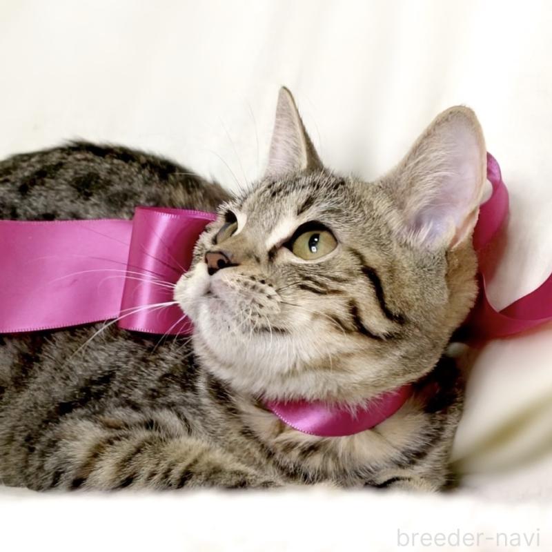 商談中の栃木県のジェネッタ-129758の2枚目