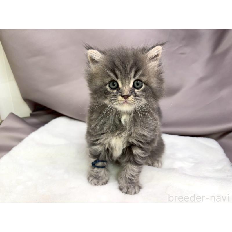 販売中の千葉県のスコティッシュフォールド-132258