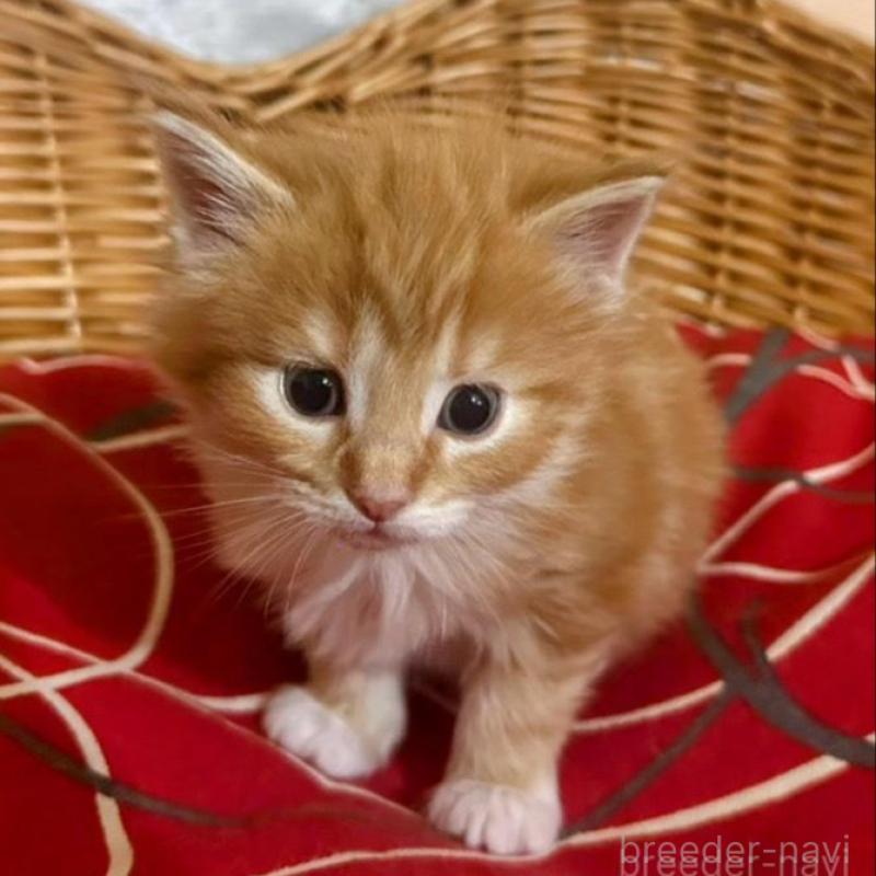 販売中の岐阜県のメインクーン-132656の1枚目