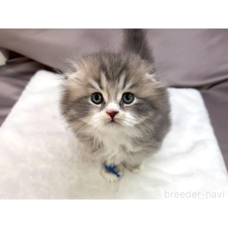 販売中の千葉県のスコティッシュフォールド-132259