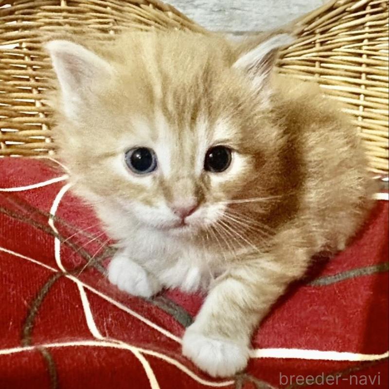 販売中の岐阜県のメインクーン-132657の1枚目