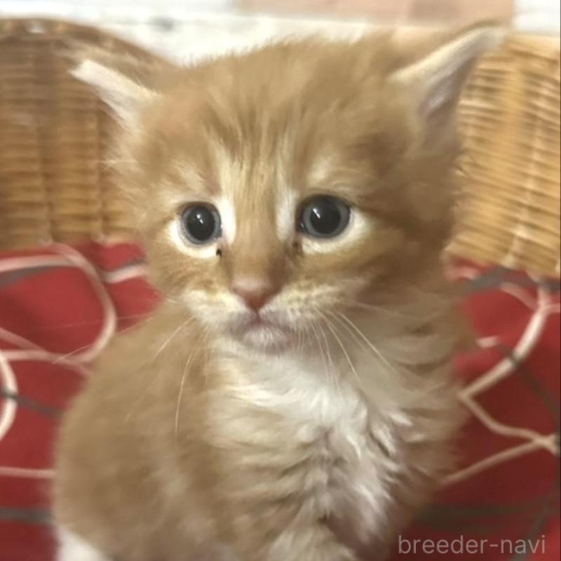 販売中の岐阜県のメインクーン-132658の1枚目