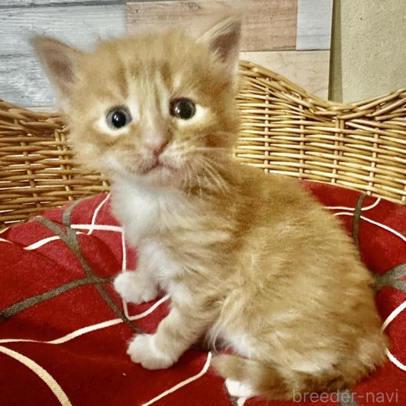 販売中の岐阜県のメインクーン-132661