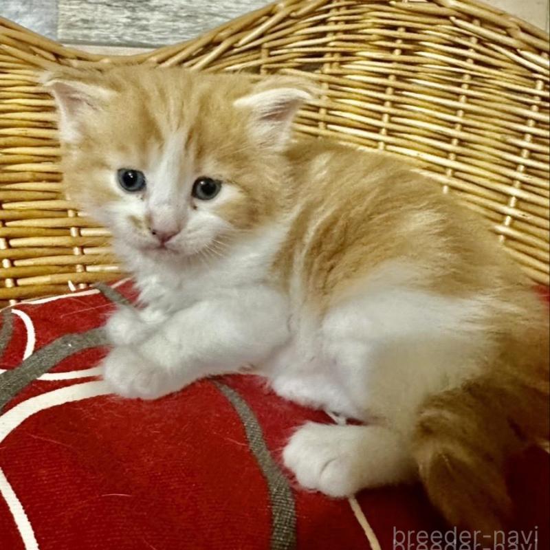 販売中の岐阜県のメインクーン-132662