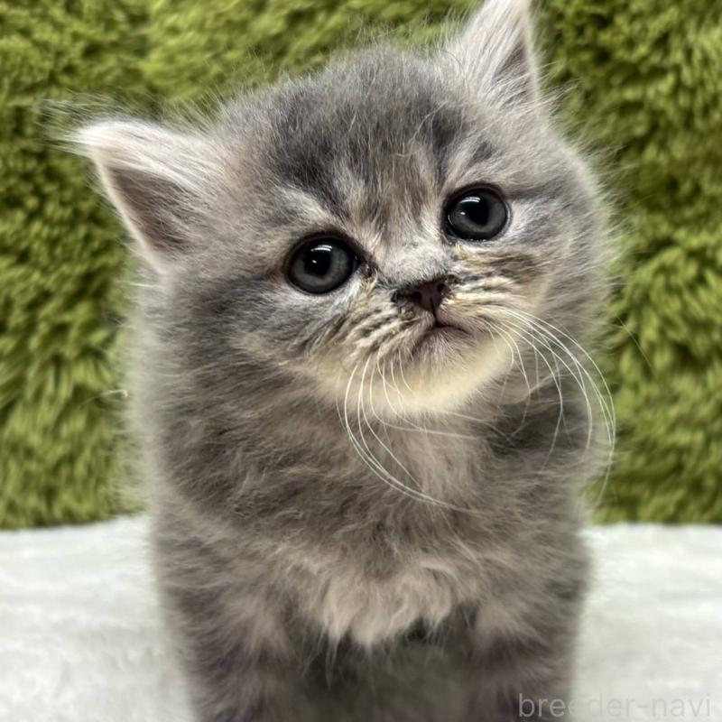 販売中の愛知県のマンチカン-132663