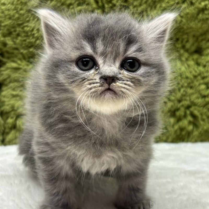 販売中の愛知県のマンチカン-132663の2枚目