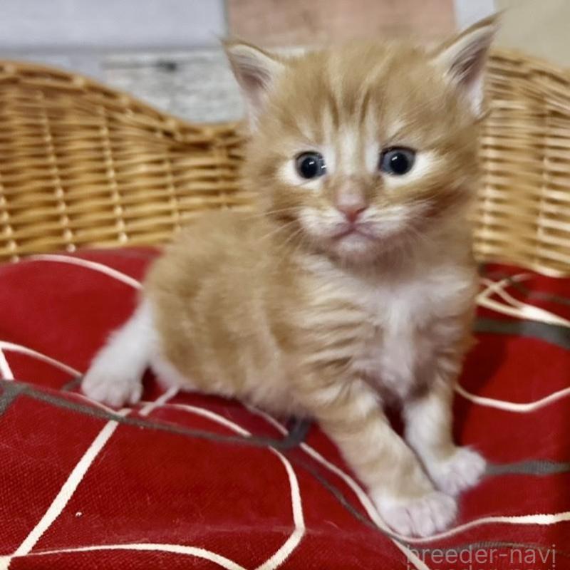 販売中の岐阜県のメインクーン-132664