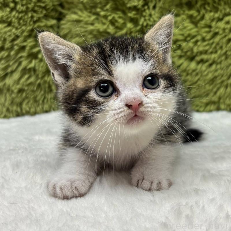 販売中の愛知県のマンチカン-132665の2枚目