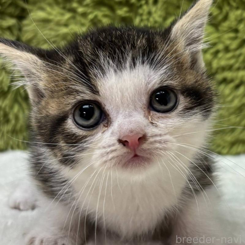 販売中の愛知県のマンチカン-132665