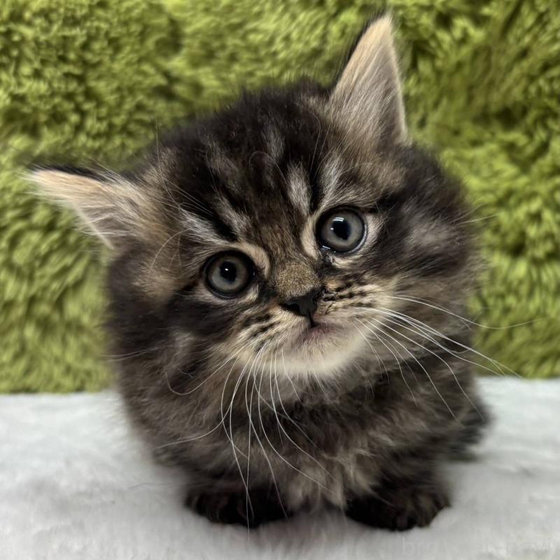 販売中の愛知県のマンチカン(短足)-132666の1枚目