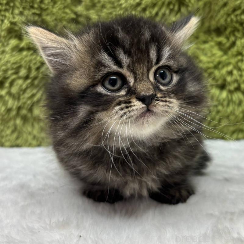 販売中の愛知県のマンチカン(短足)-132666の2枚目