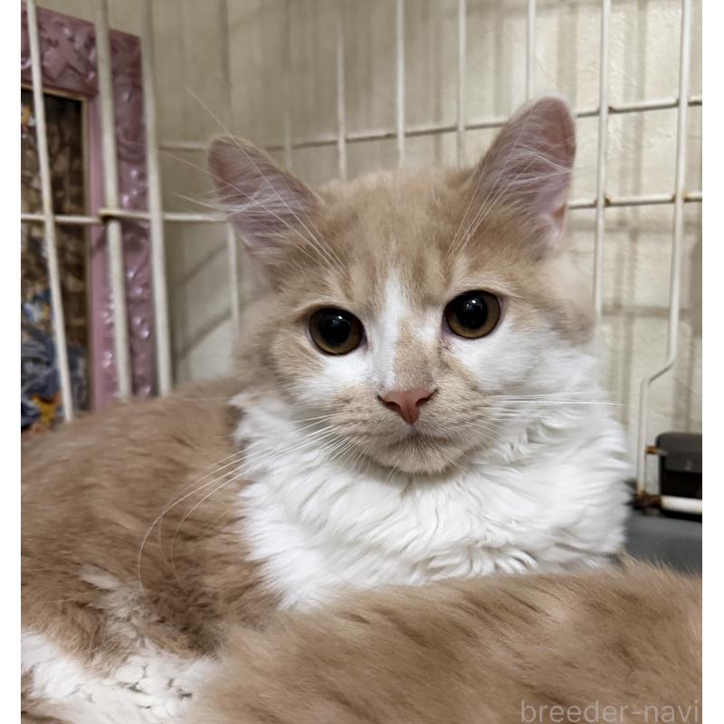 販売中の埼玉県のスコティッシュフォールド-124878の36枚目