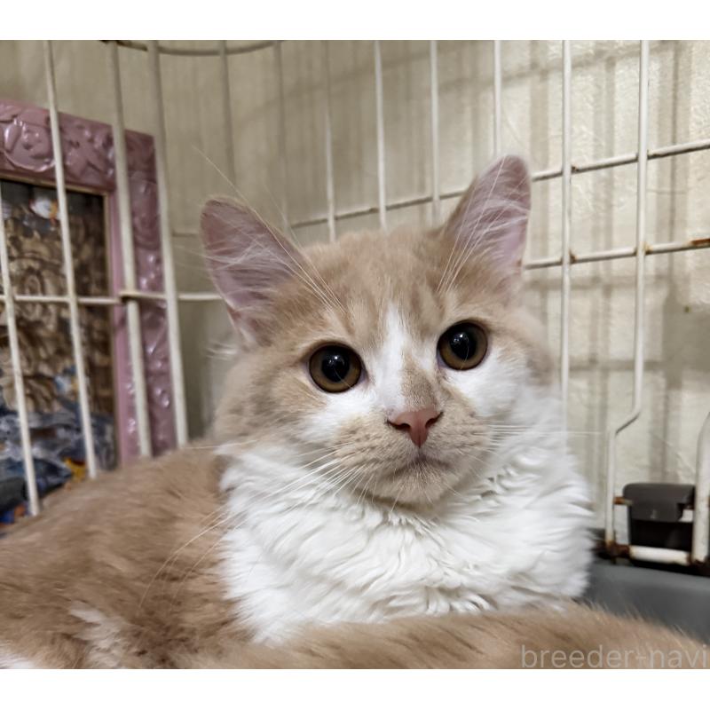 販売中の埼玉県のスコティッシュフォールド-124878の35枚目