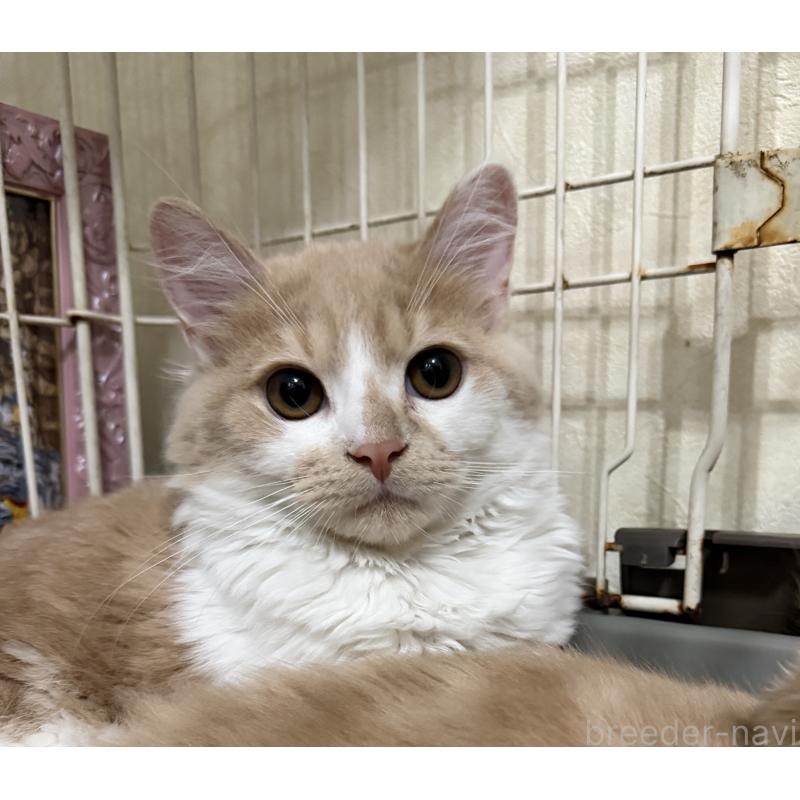 販売中の埼玉県のスコティッシュフォールド-124878の34枚目