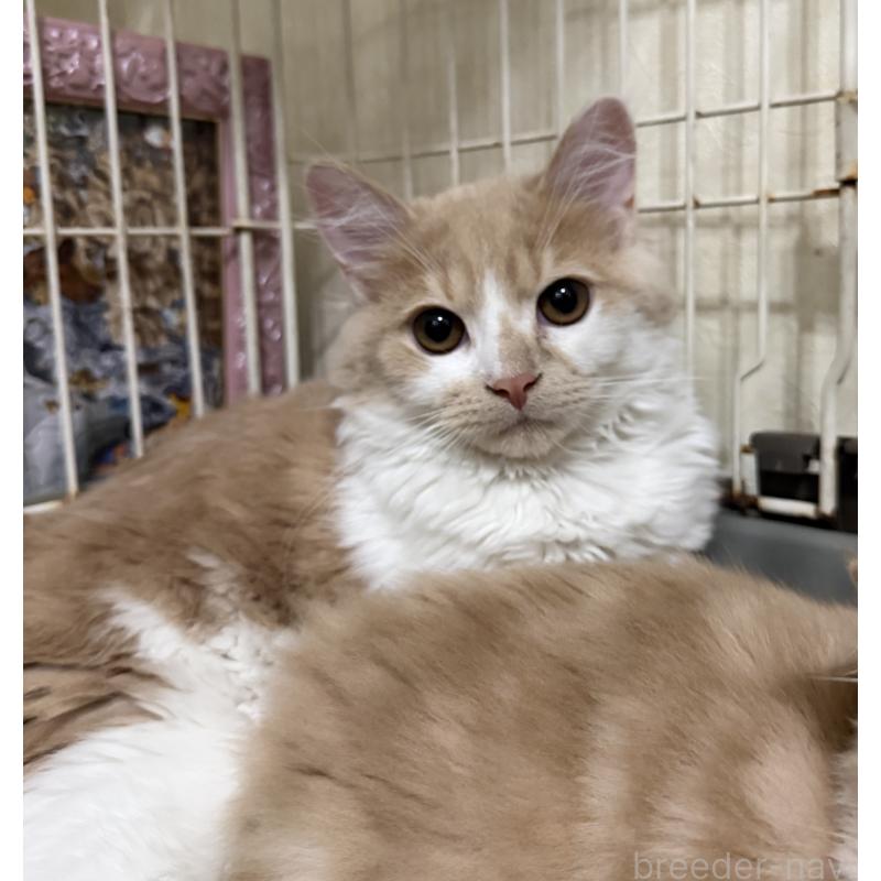 販売中の埼玉県のスコティッシュフォールド-124878の33枚目