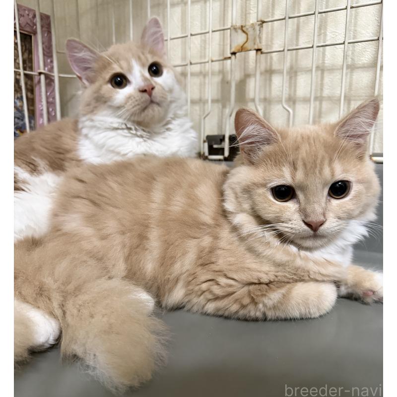 販売中の埼玉県のスコティッシュフォールド-124878の32枚目