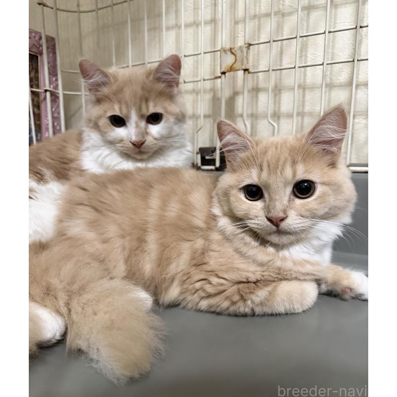 販売中の埼玉県のスコティッシュフォールド-124878の31枚目