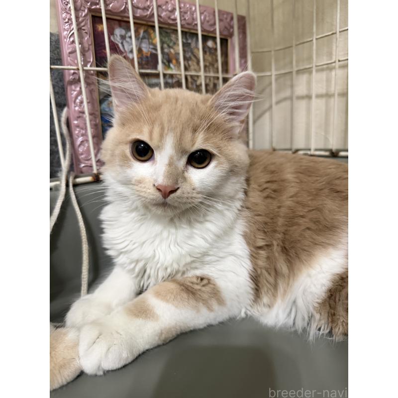 販売中の埼玉県のスコティッシュフォールド-124878の27枚目