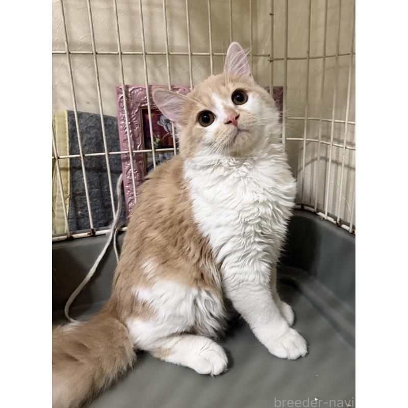 販売中の埼玉県のスコティッシュフォールド-124878の26枚目