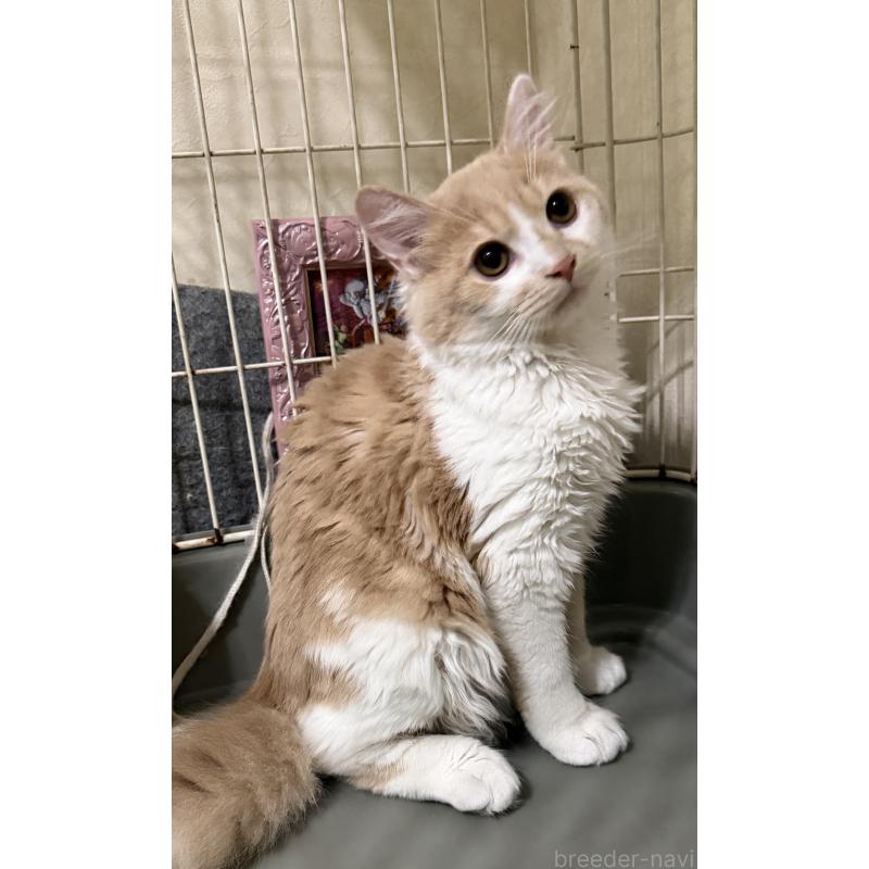 販売中の埼玉県のスコティッシュフォールド-124878の25枚目