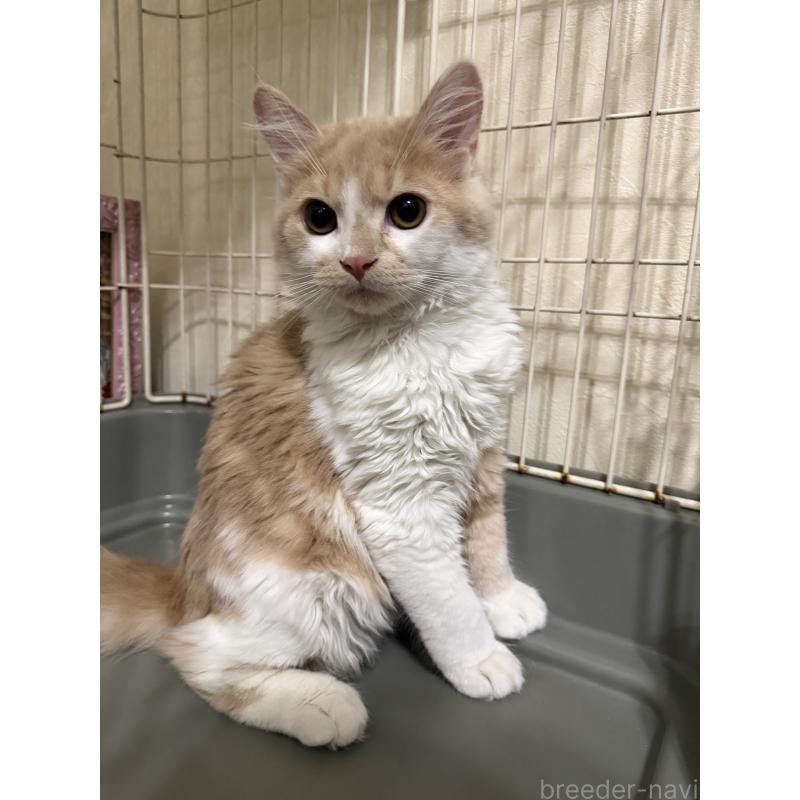 販売中の埼玉県のスコティッシュフォールド-124878の24枚目