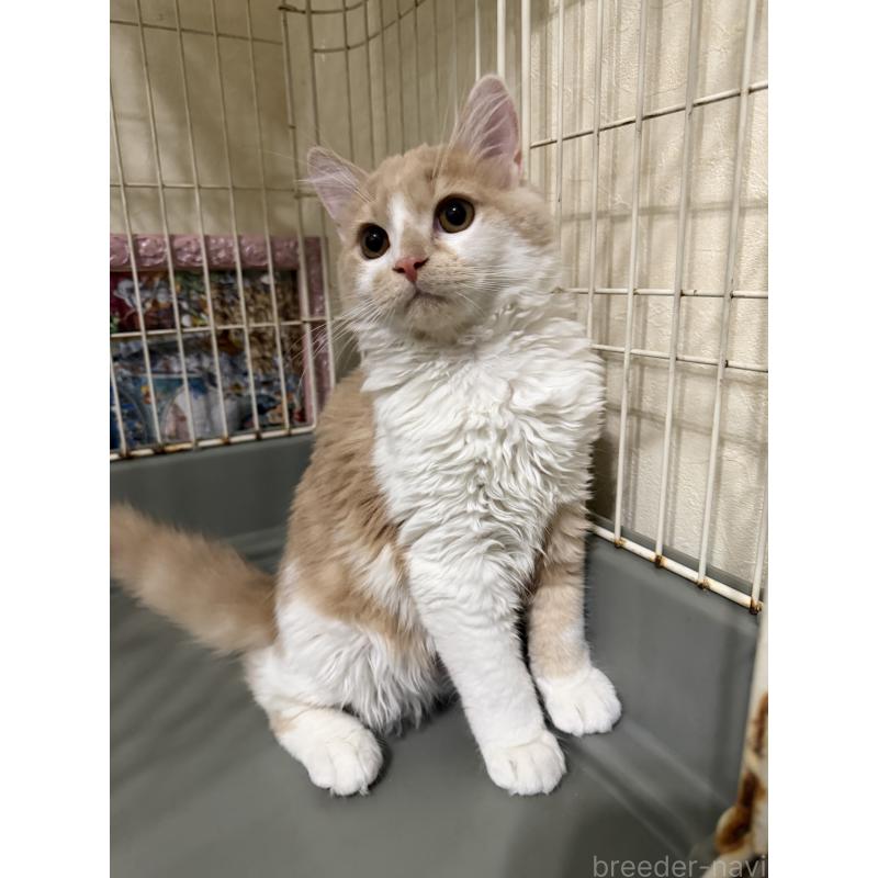 販売中の埼玉県のスコティッシュフォールド-124878の23枚目