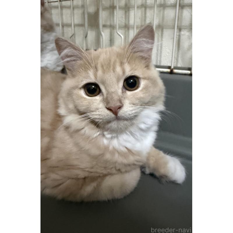 成約済の埼玉県のスコティッシュフォールド-124872の17枚目