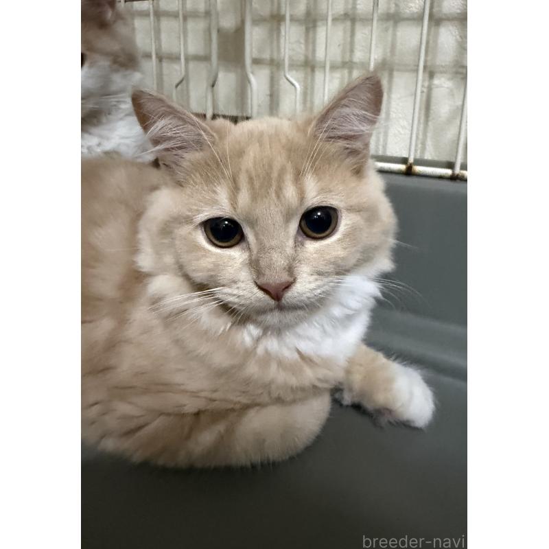 成約済の埼玉県のスコティッシュフォールド-124872の16枚目