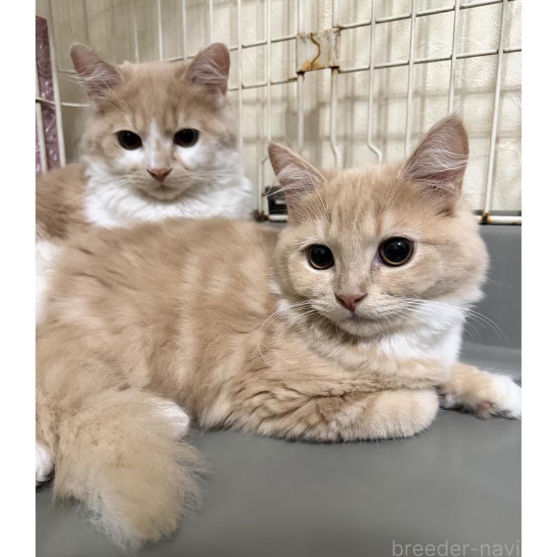 成約済の埼玉県のスコティッシュフォールド-124872の14枚目